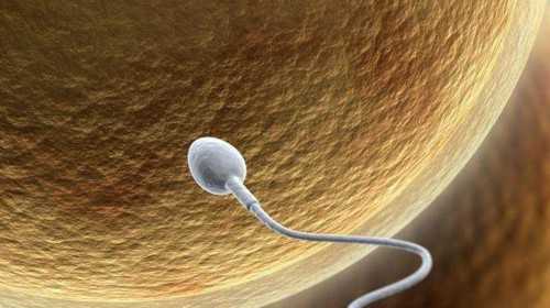 长春2021年代孕政策|试管婴儿胚胎体外培养过程是怎样的呢？